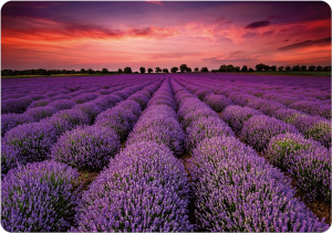 Twarda podkładka korkowa z nadrukiem w rozmiarze 30x40 cm - Lavender 3