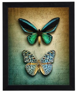 Nowoczesny obraz w czarnej ramie o wymiarach 40x50 cm - Butterfly 4