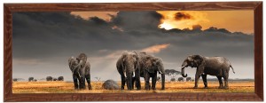 Nowoczesny obraz w brązowej ramie o wymiarach 35x100 cm - Elephants 3