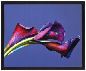 Nowoczesny obraz w czarnej ramie w rozmiarze 40x50 cm - Flower 17