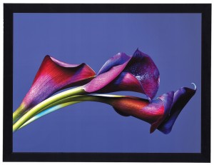 Nowoczesny obraz w czarnej ramie o wymiarach 30x40 cm - Flower 17