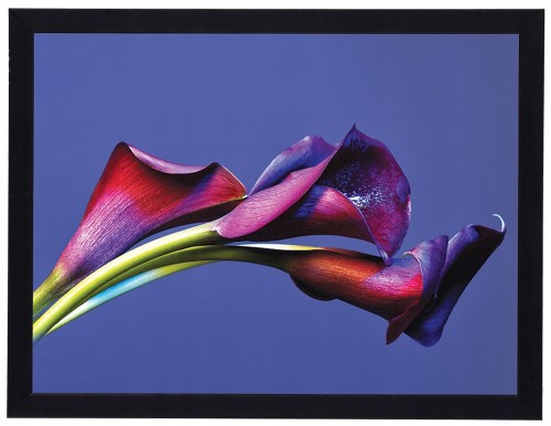 Obraz w czarnej ramie Kalia