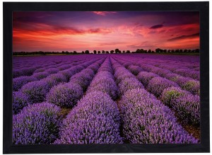 Obraz w czarnej ramie w rozmiarze 50x70 cm- Lavender 3