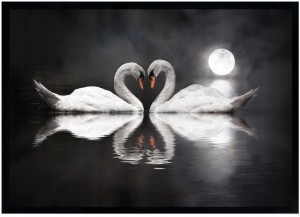 Nowoczesny obraz w czarnej ramie o wymiarach 70x100 cm - Swans