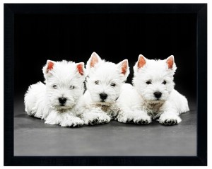 Nowoczesny obraz w czarnej ramie w rozmiarze 40x50 cm - Dog 1