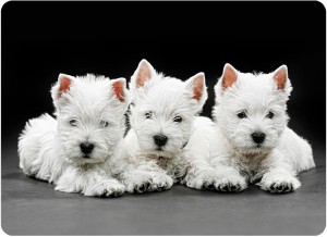 Twarda podkładka korkowa z nadrukiem w rozmiarze 30x40 cm - Dog 1